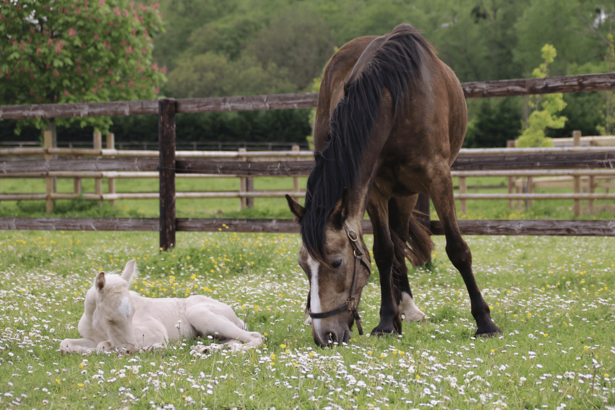 17ème arrivée au Haras !