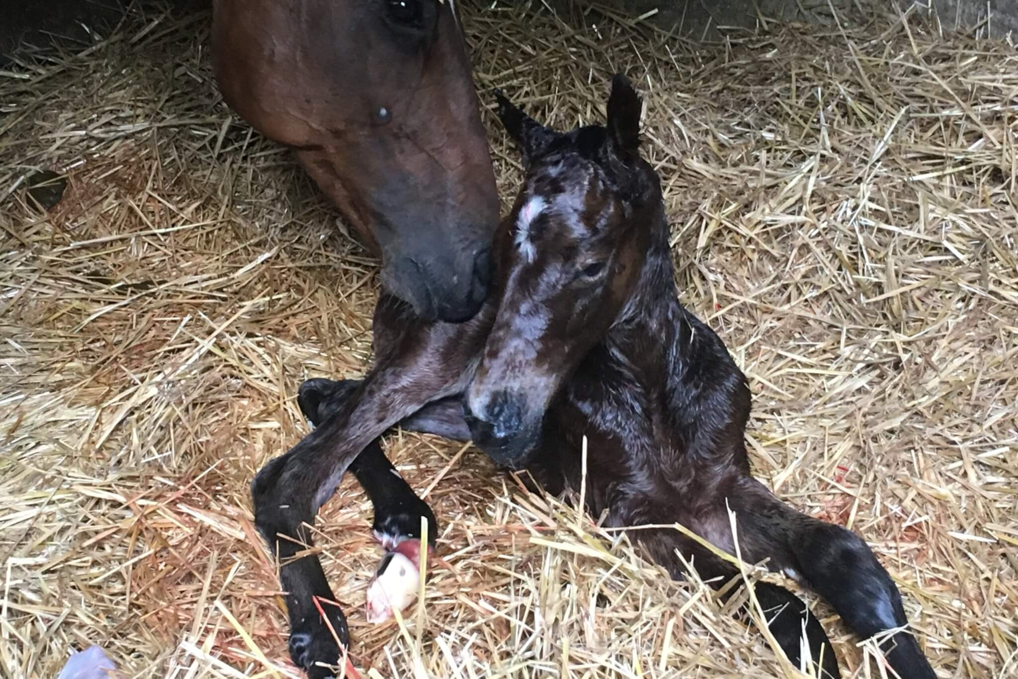 Mesure pour l&rsquo;arrivée des juments au haras