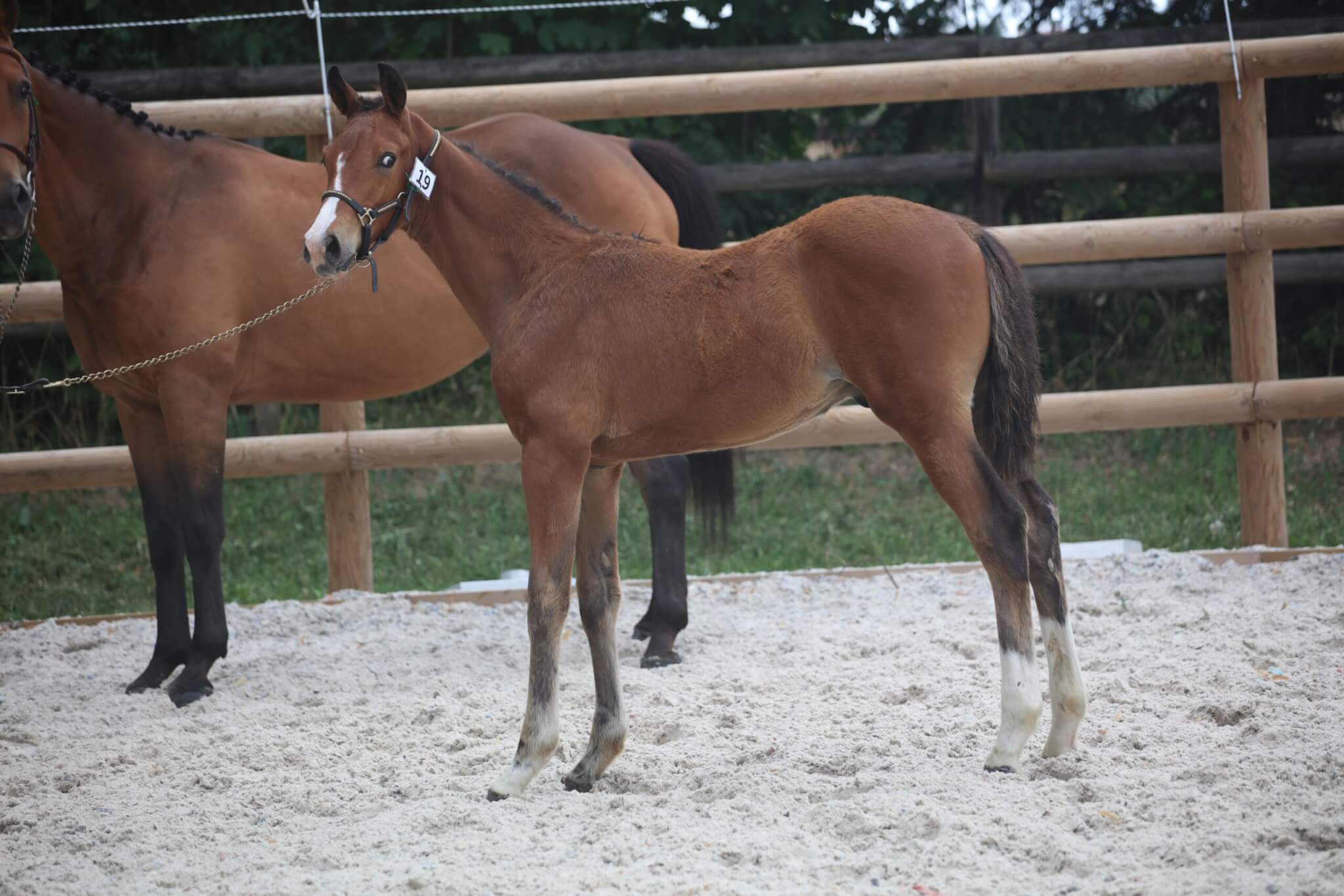 Concours élevage poulinières et foals