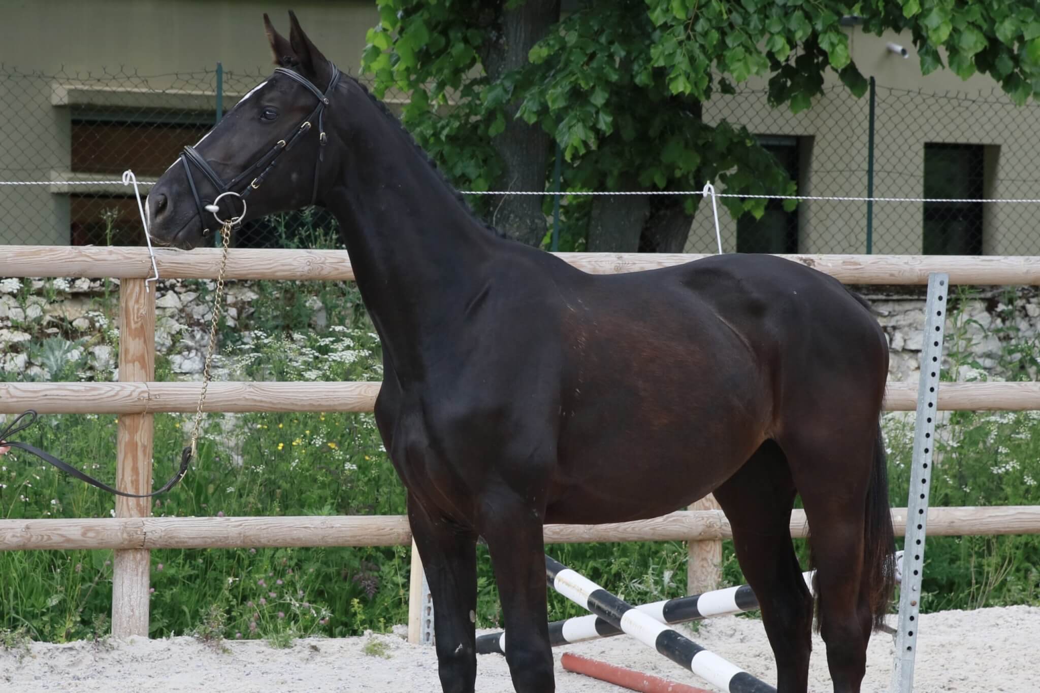 Myrtille Gravelotte, qualifiée pour le Championnat de France