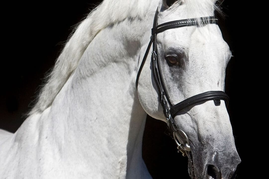 Cardento, l&rsquo;étalon Roi du championnat d&rsquo;Europe