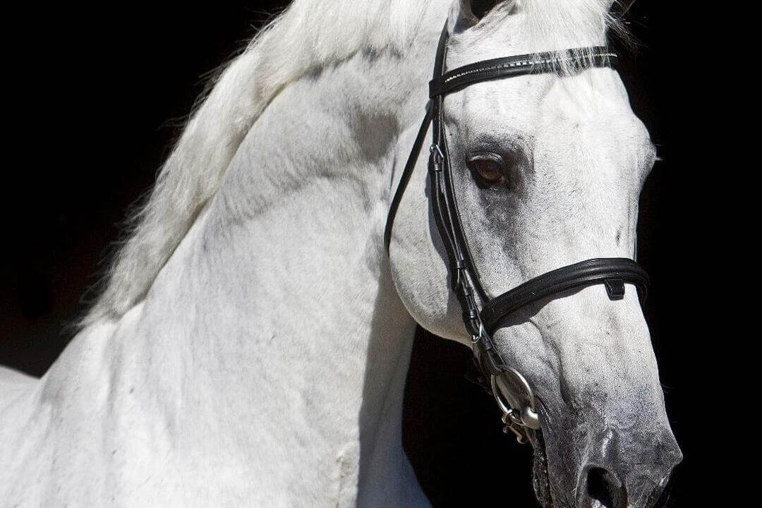 CARDENTO, Consacré à l&rsquo;ICSI