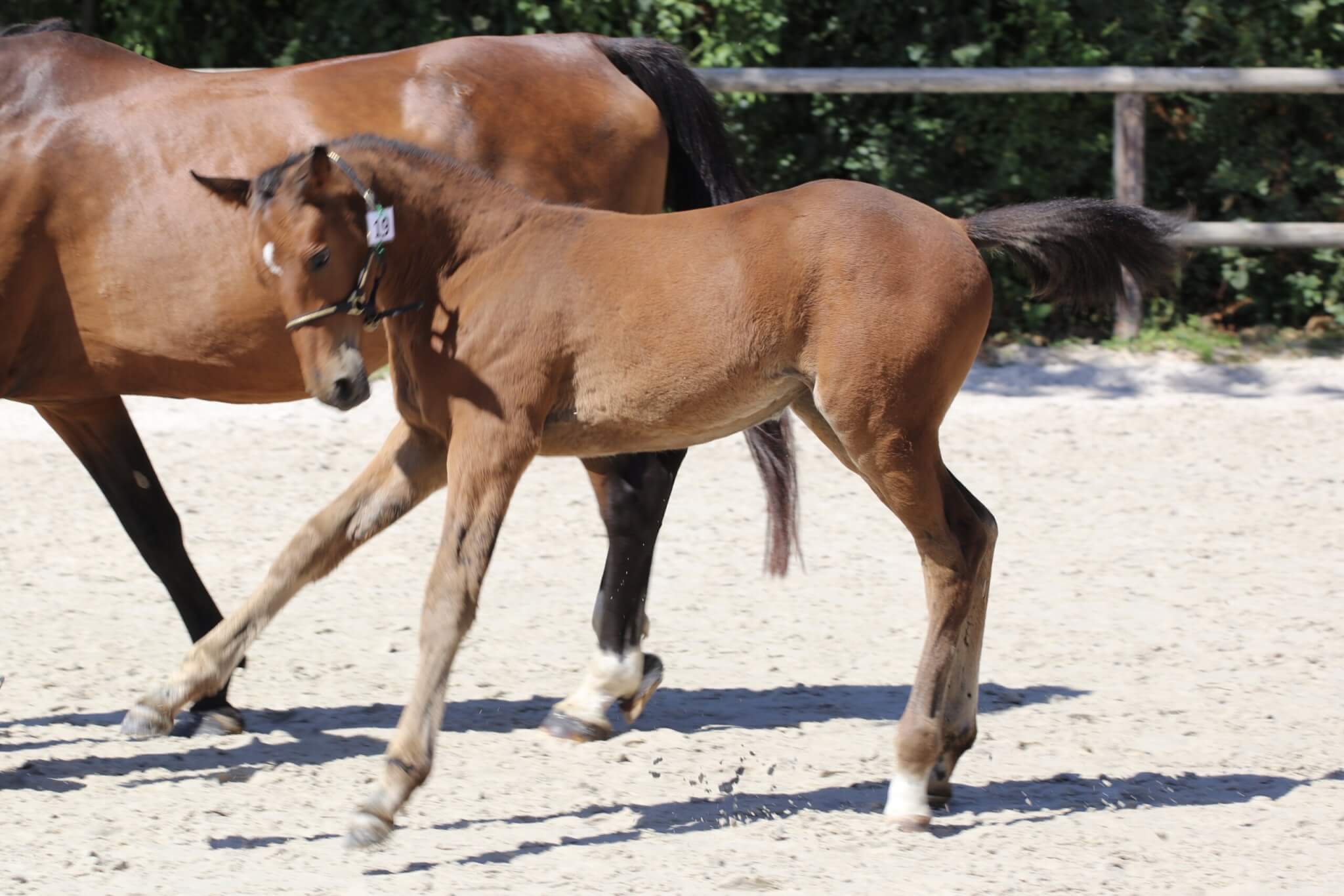 RDV le 05 juillet pour le concours d&rsquo;élevage !