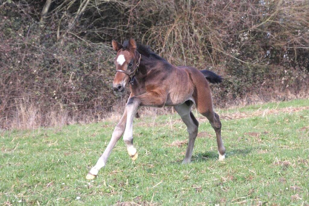 En route pour la saison de monte 2023 !!