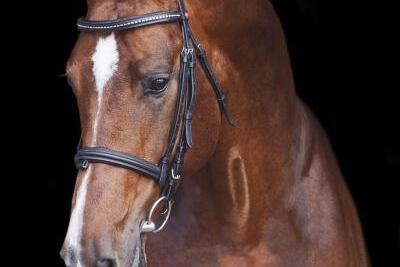 Carrera VDL et Douglas, un studbook de plus à leur actif !