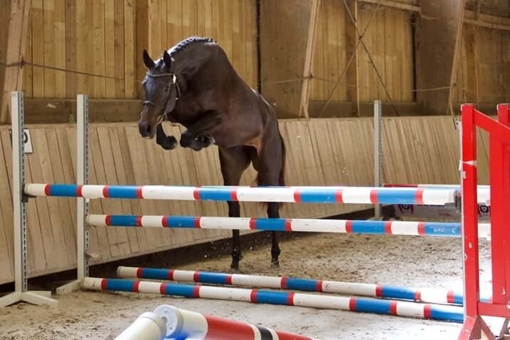Concours d&rsquo;élevage saut en liberté pour les 2 et 3 ans