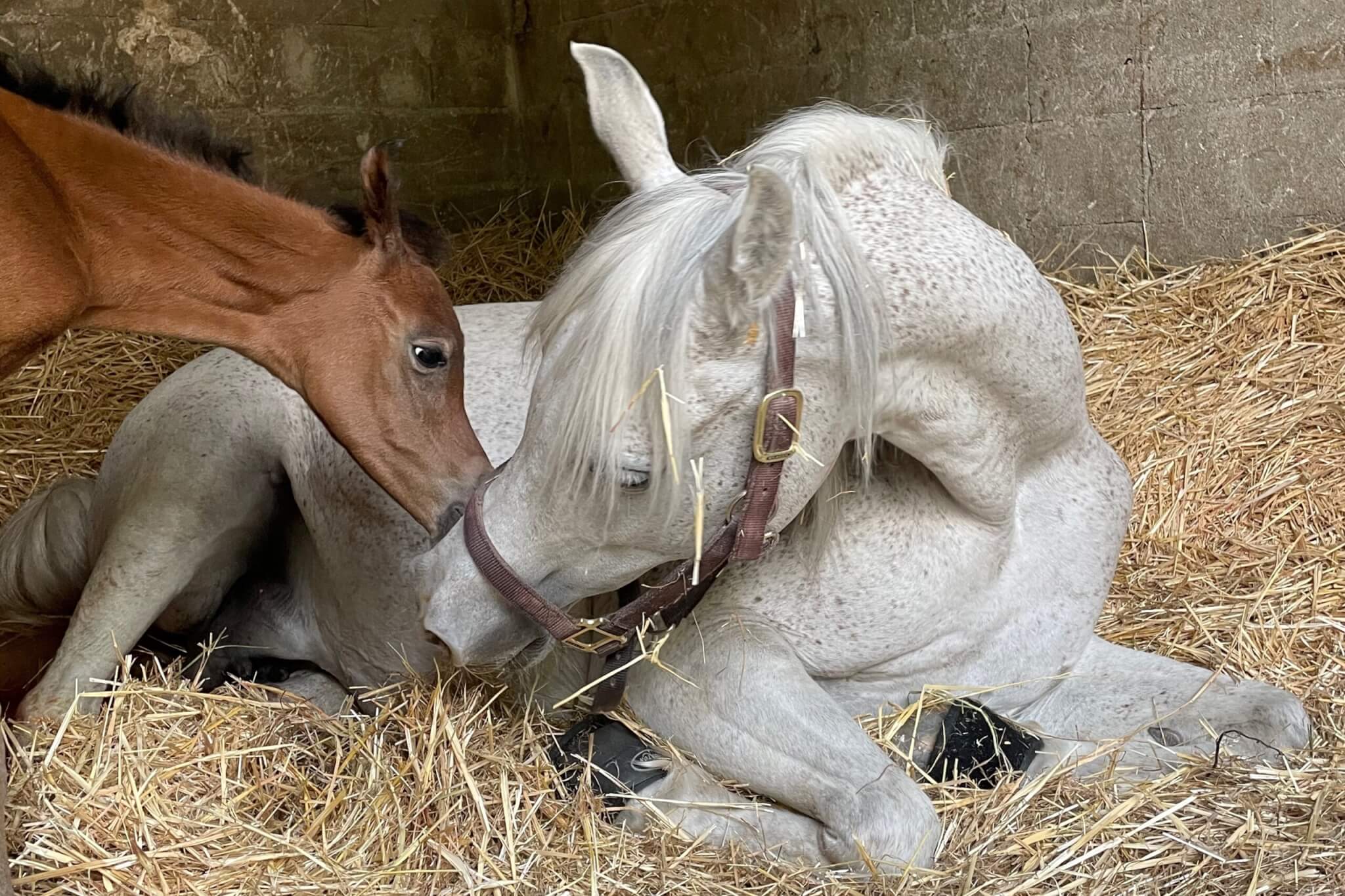 2021, Une grosse saison pour le haras…