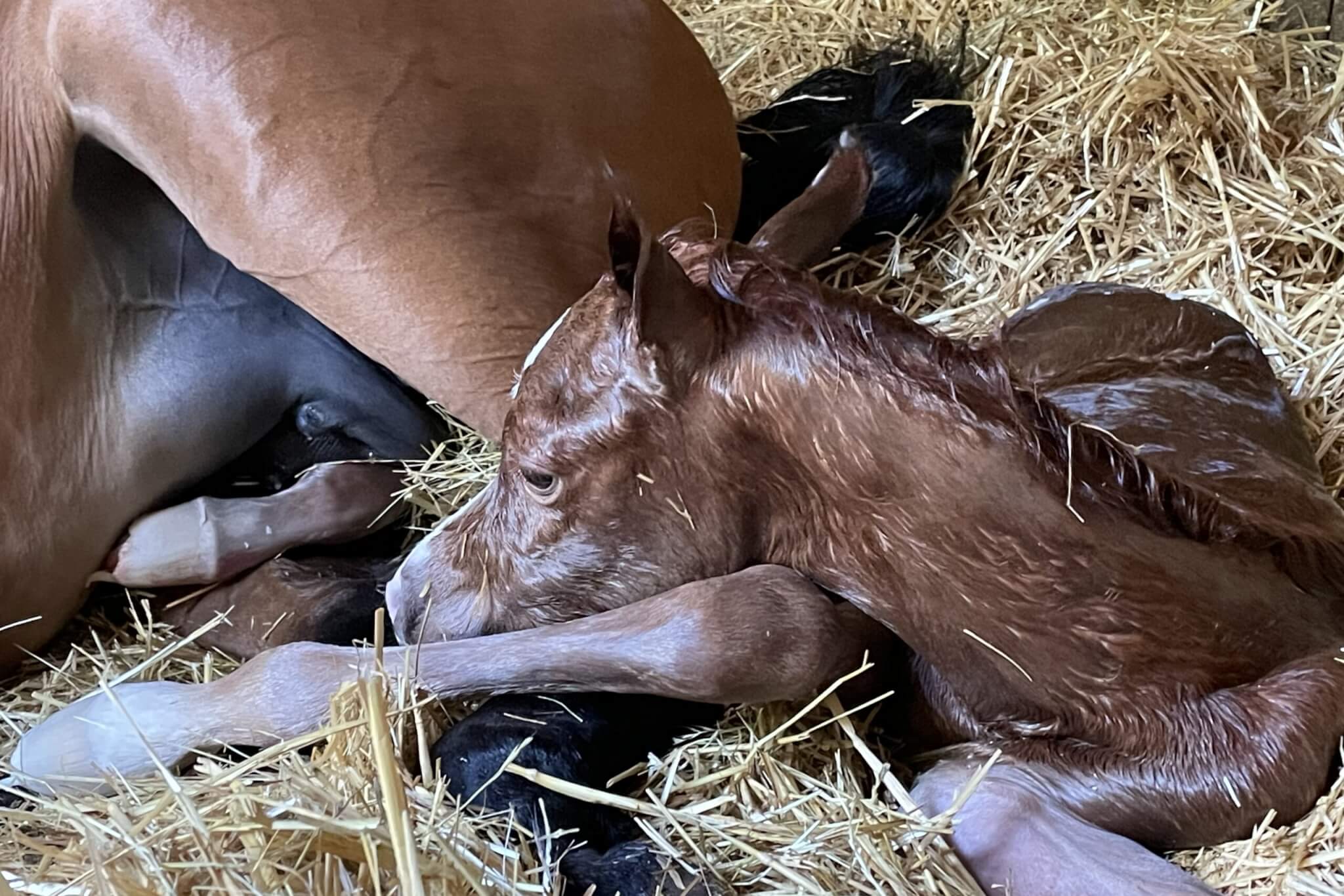 Ouverture du centre d&rsquo;insémination