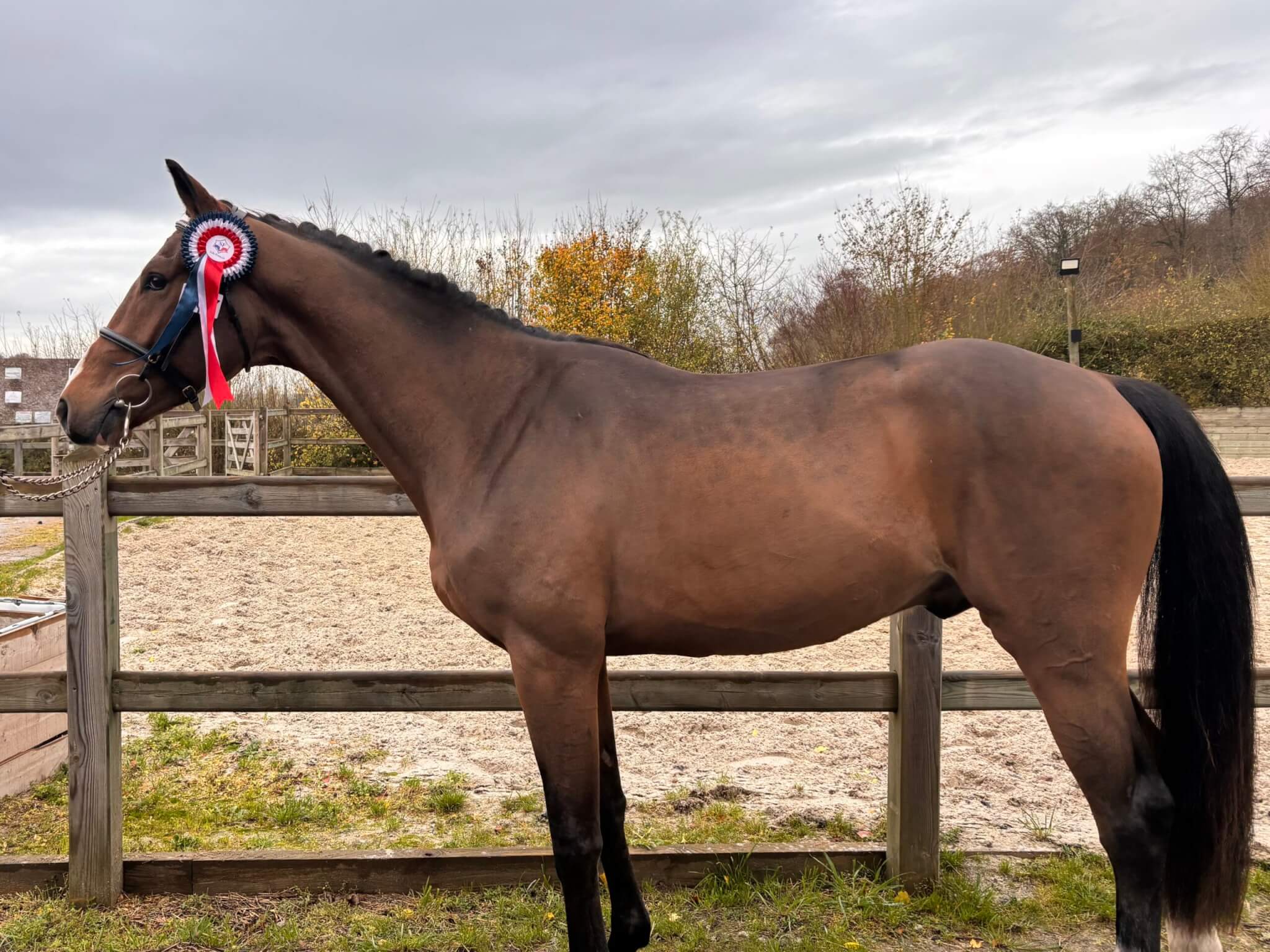 Nagano de Gravelotte, qualifié pour la finale étalons de St-Lô