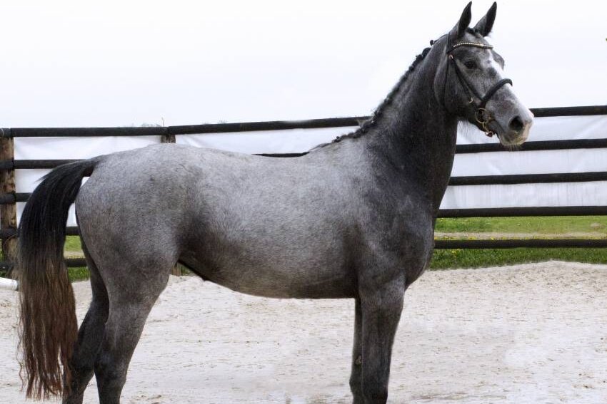 CLEVELAND GRAVELOTTE