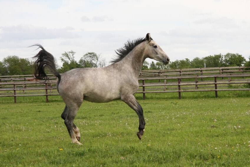 BELLISSIMA GRAVELOTTE
