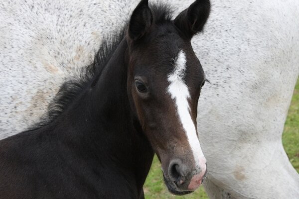 CLEVELAND GRAVELOTTE