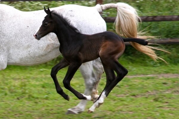 CLEVELAND GRAVELOTTE