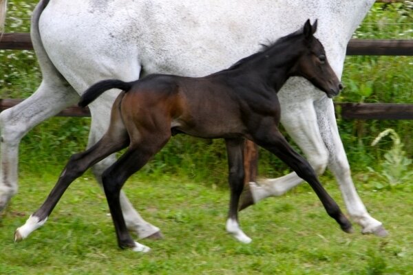 CLEVELAND GRAVELOTTE