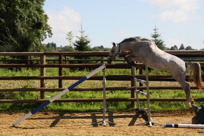 BELLISSIMA GRAVELOTTE