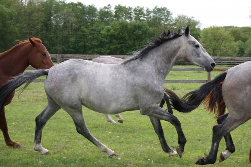 BELLISSIMA GRAVELOTTE