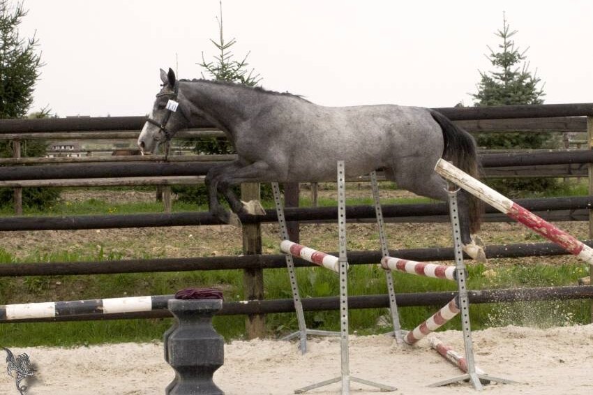 CLEVELAND GRAVELOTTE