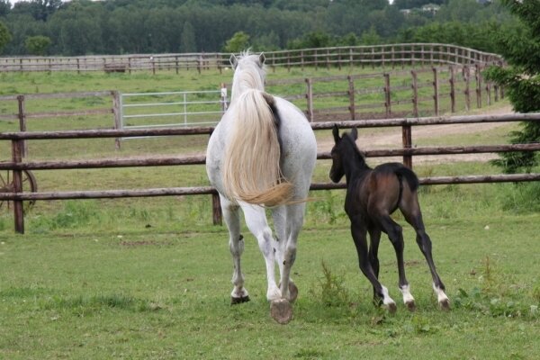 CLEVELAND GRAVELOTTE