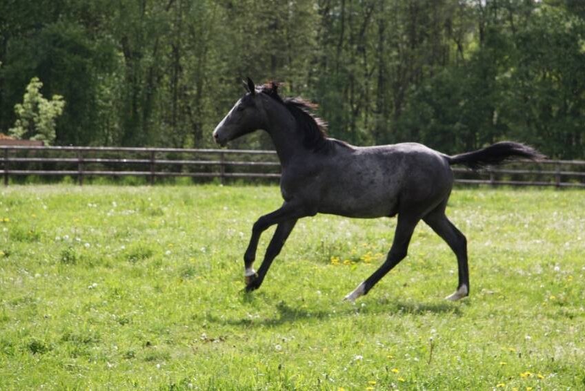 CLEVELAND GRAVELOTTE