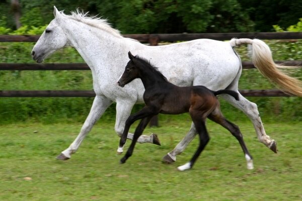 CLEVELAND GRAVELOTTE