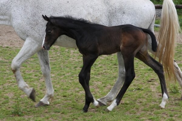 CLEVELAND GRAVELOTTE