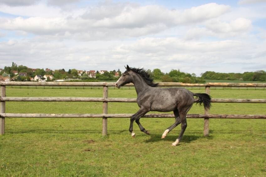 CLEVELAND GRAVELOTTE